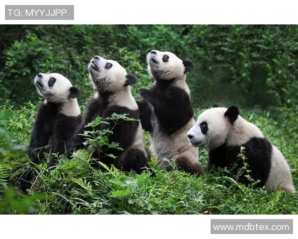 熊猫姚明脸的独特魅力揭秘与文化意义探讨